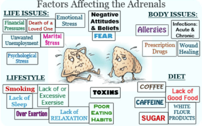 How Protein Can Help Adrenal Fatigue