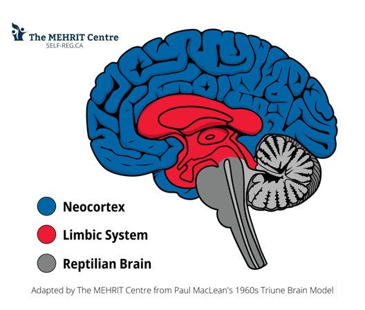 An image of the brain